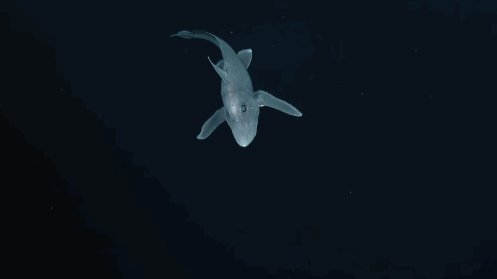 Graban por primera vez al tiburón fantasma, una especie tan rara que nunca se había visto viva