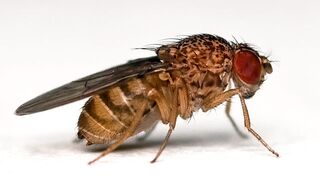 This Experiment Suggests a Small Amount of Radiation Could Be Good For You