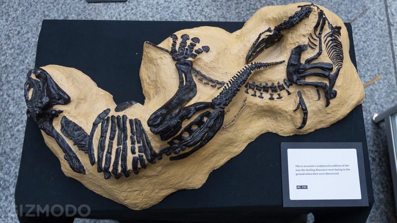 fighting dinosaurs fossil