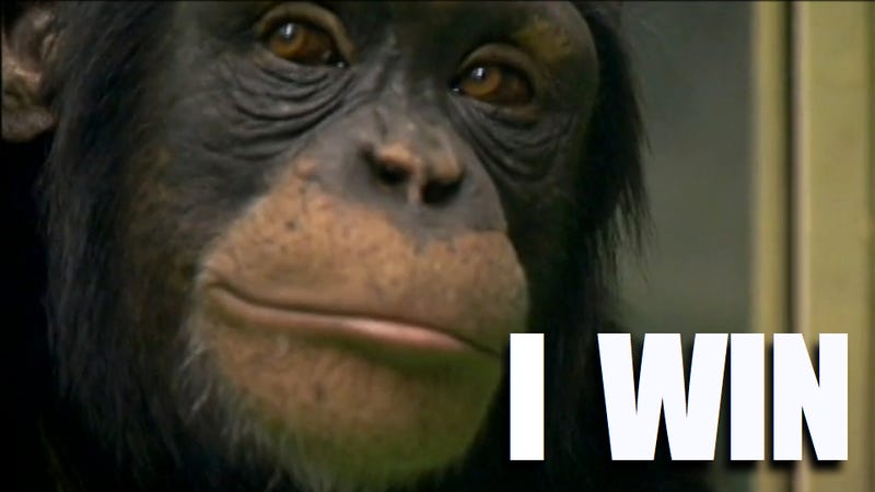 Illustration for article titled This chimp will kick your ass at memory games β but how the hell does he do it?