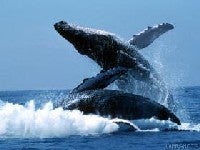 Illustration for article titled Drone footage of whales and dolphins