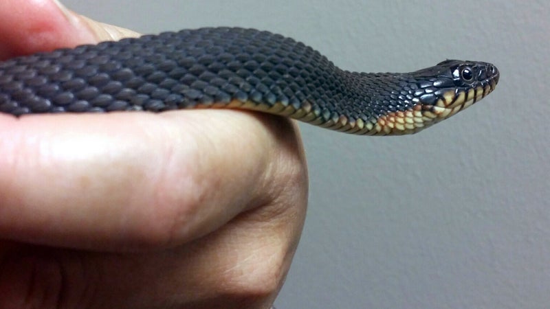 Virgin Birth Snake Just Keeps Popping Out Baby Snakes—No Male Snakes ...