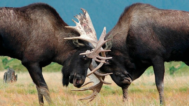 How the Female Moose Uses Cunning to Get Rid of Unwanted Suitors