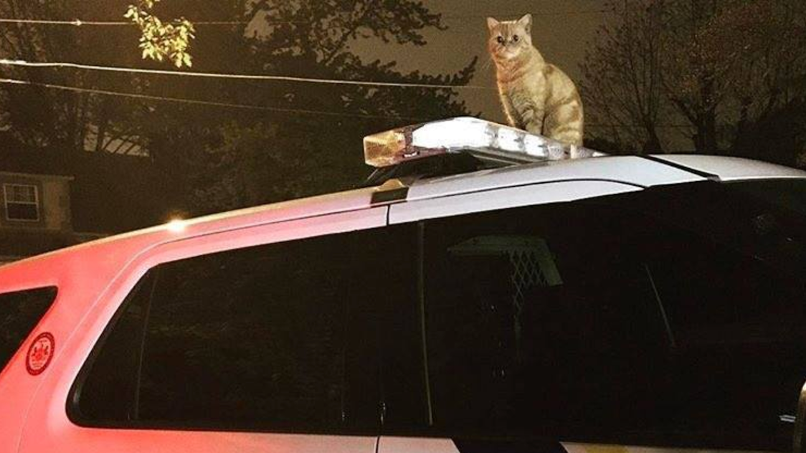 Cat Asserts Its Dominance Over The Philadelphia K9 Unit