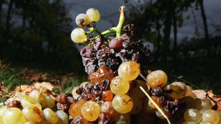 Illustration for article titled Rotting Fruit Is A Scientifically Proven Aphrodisiac