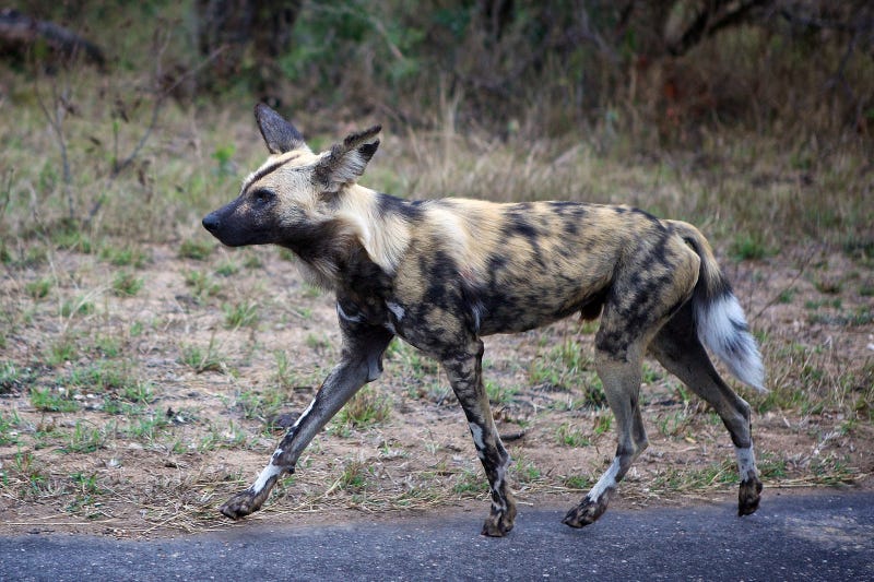 Illustration for article titled Painted Dogs Took Down A Pregnant Impala and Nat Geo Streamed It Live