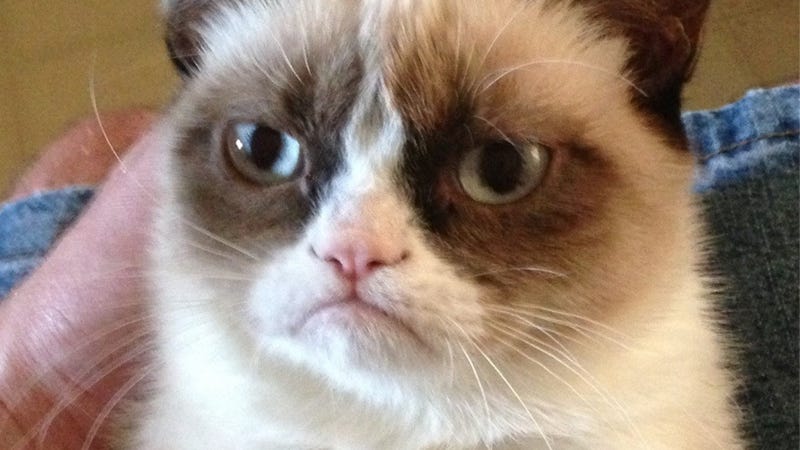 Illustration for article titled Grumpy Cat Dies at 7 Years Old