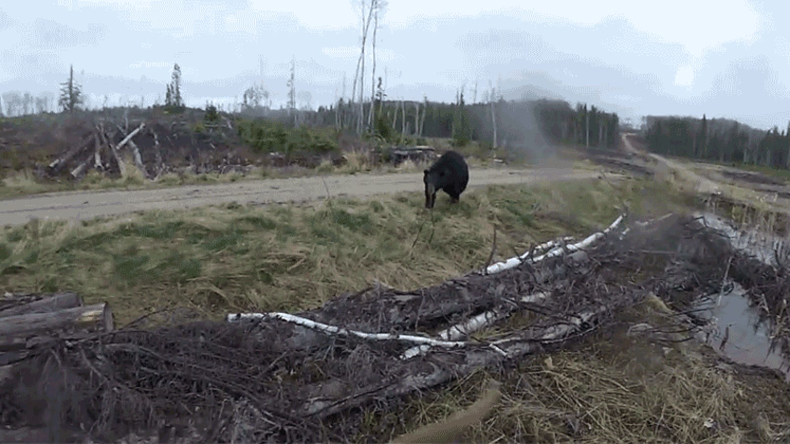Here's What It Looks Like to Get Attacked by a Bear
