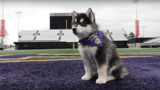 Who's A Good Boy? UW's New Puppy Mascot, That's Who!