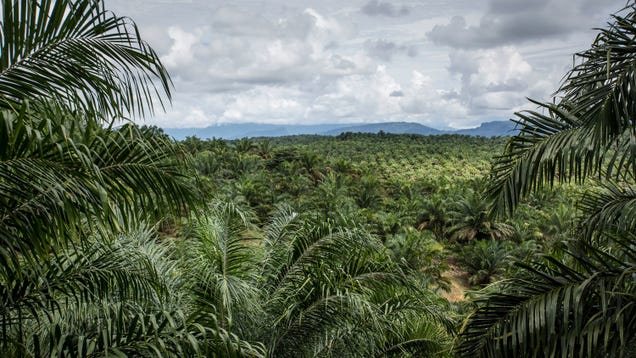 Your Favorite Snacks May Be Driving Deforestation in Ancient Indonesian Peatlands