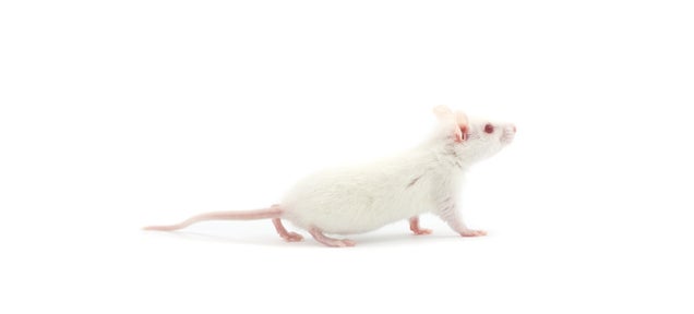 Scientists Cured Paralysis in Mice with Stem Cells and Lasers