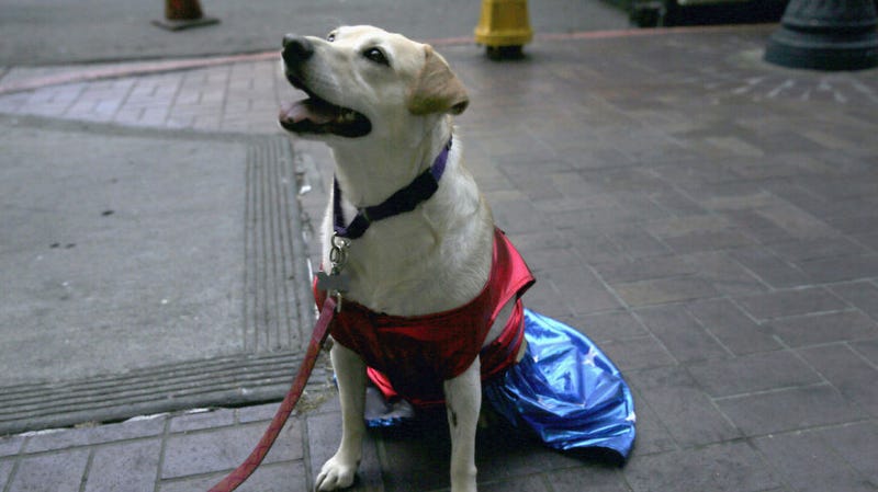Illustration for article titled It's Monday, which is bad, but here are some dogs in cosplay, which is good