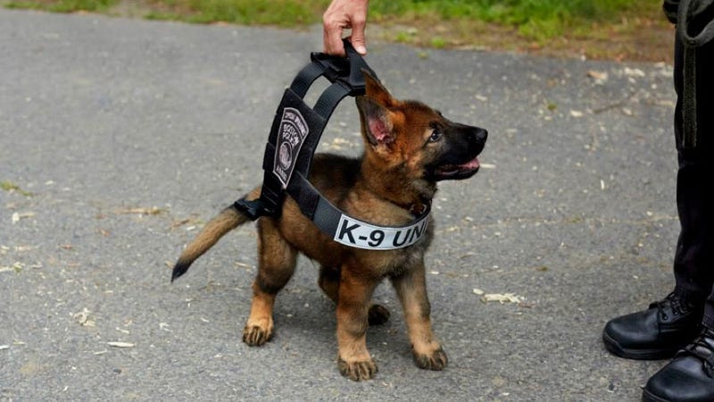 Image result for police dogs