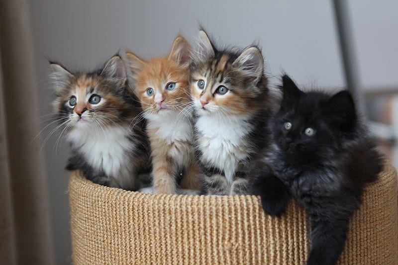 A Group Of Kittens 30