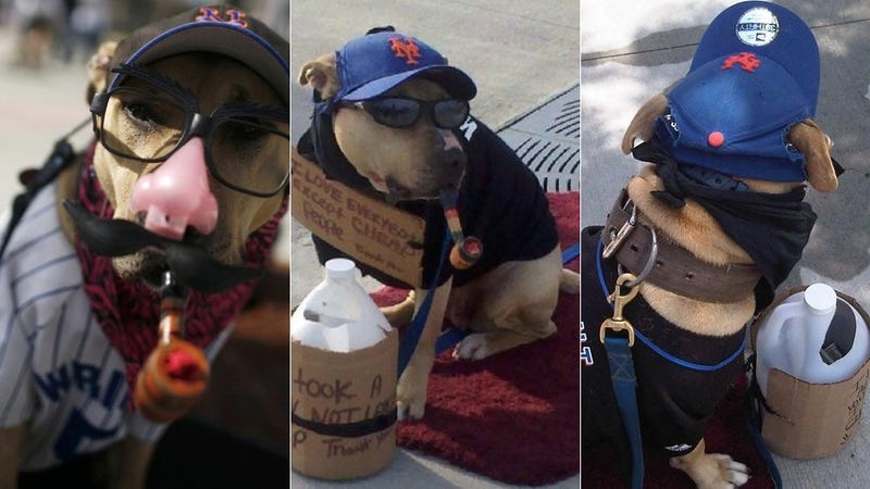 Illustration for article titled This Poor Dog Is Forced To Sit Outside Mets Games With A Pipe In Its Mouth