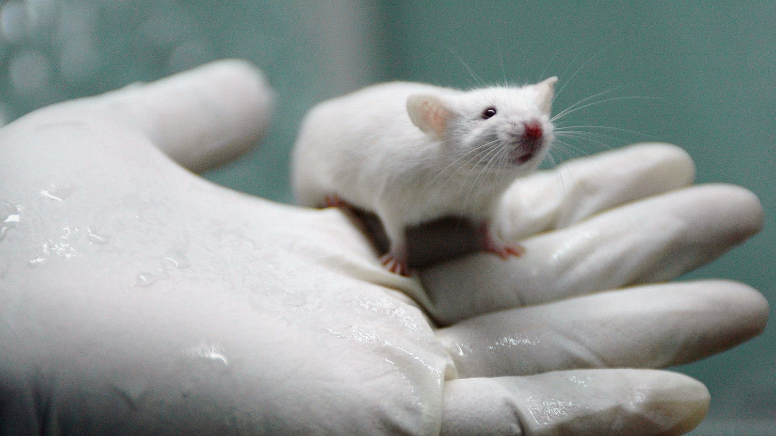 photo of Virtual Lab Rats Could Replace Living Animals in Early Drug Testing image