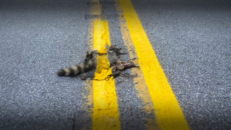 A Road Crew Painted A Stripe Over This Dead Raccoon