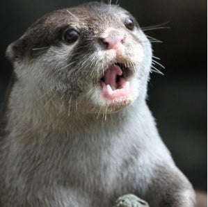 Illustration for article titled Otters Oddities