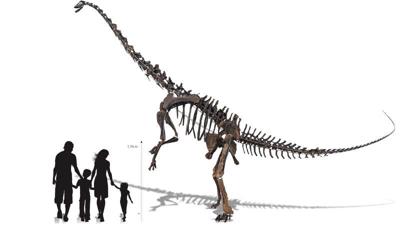 Illustration for article titled Este esqueleto gigante de Diplodocus puede ser tuyo, solo te hacen falta un par de millones de dólares