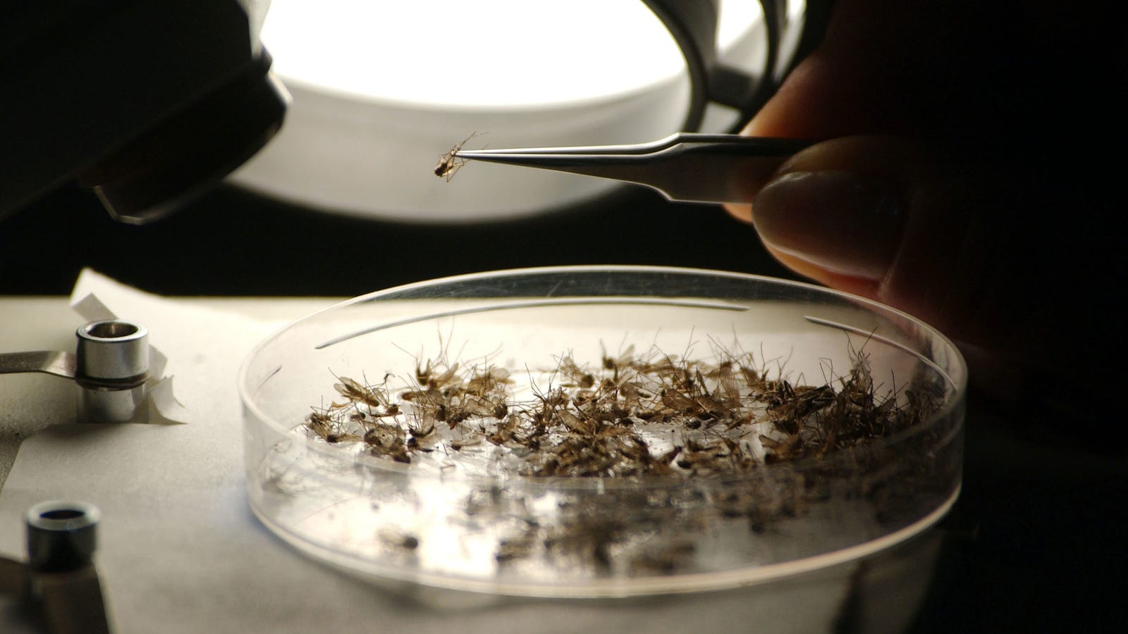 A Brain-Infecting Virus Carried by Mosquitoes Is Spreading Far and Wide This Year