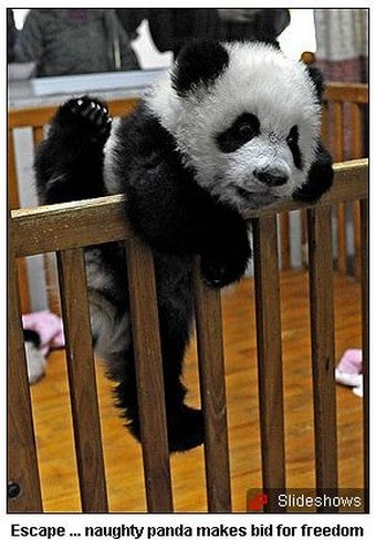 Illustration for article titled Rambunctious Baby Pandas Tax Moms' Strength