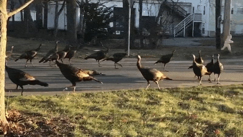 Freakish video of turkeys circling dead cat goes viral Freakish video of turkeys circling dead cat goes viral