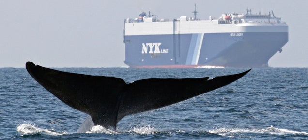 UN: Ships Need to Shut Up So Whales and Dolphins Can Hear
