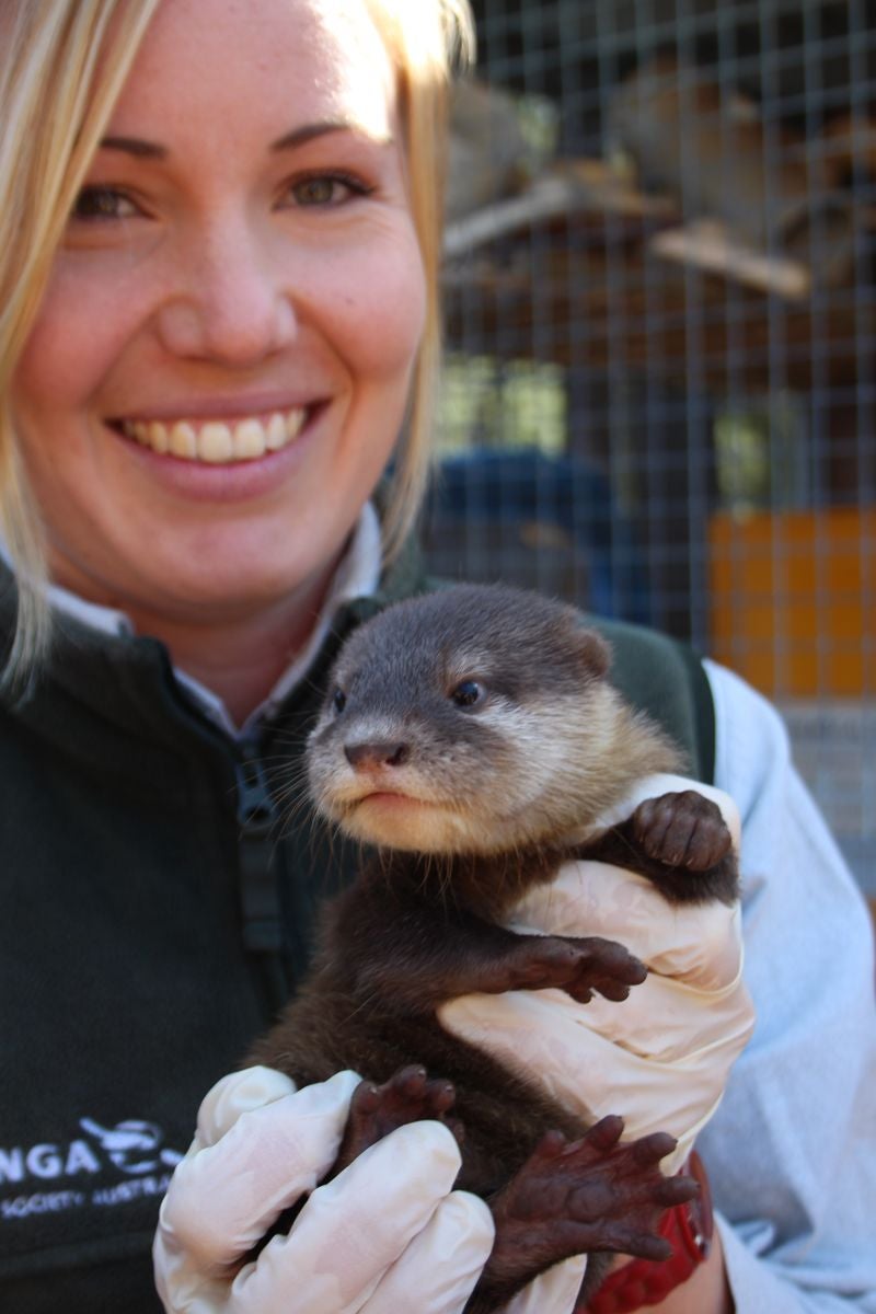 Otter Pups Debut in Australia