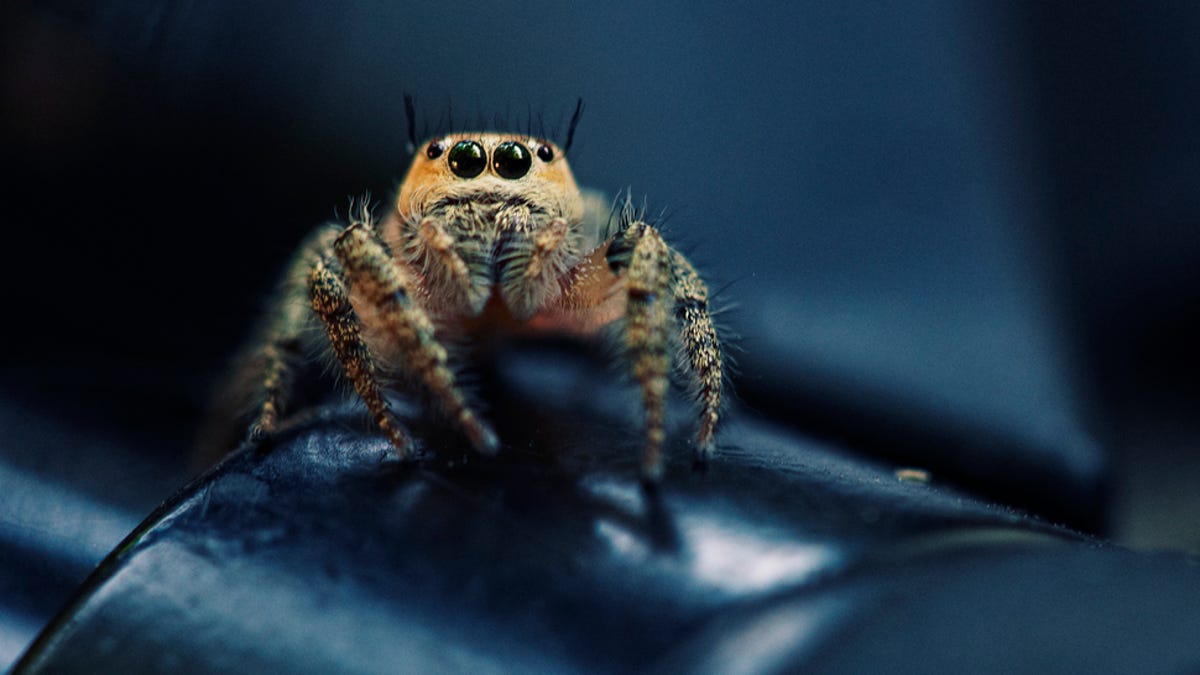 Shooting Challenge Macro Gallery