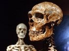 Illustration for article titled Did We Have Sex With Neanderthals Or Not?