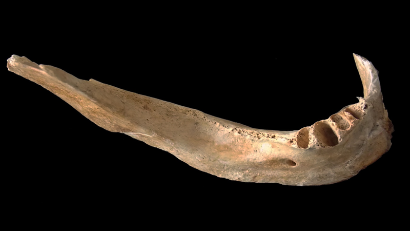 The jaw fragment used in the study.