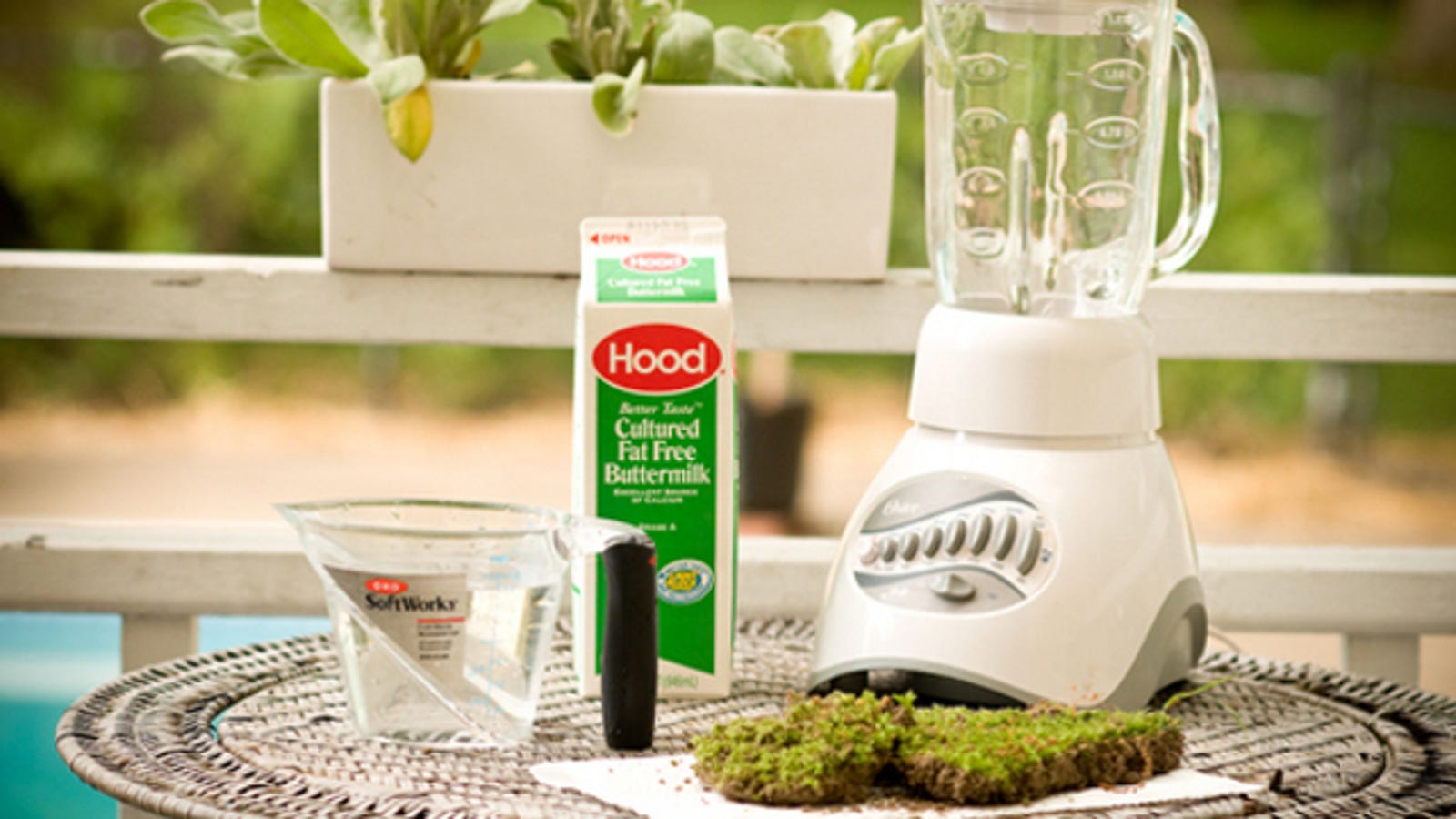 Grow Moss Anywhere