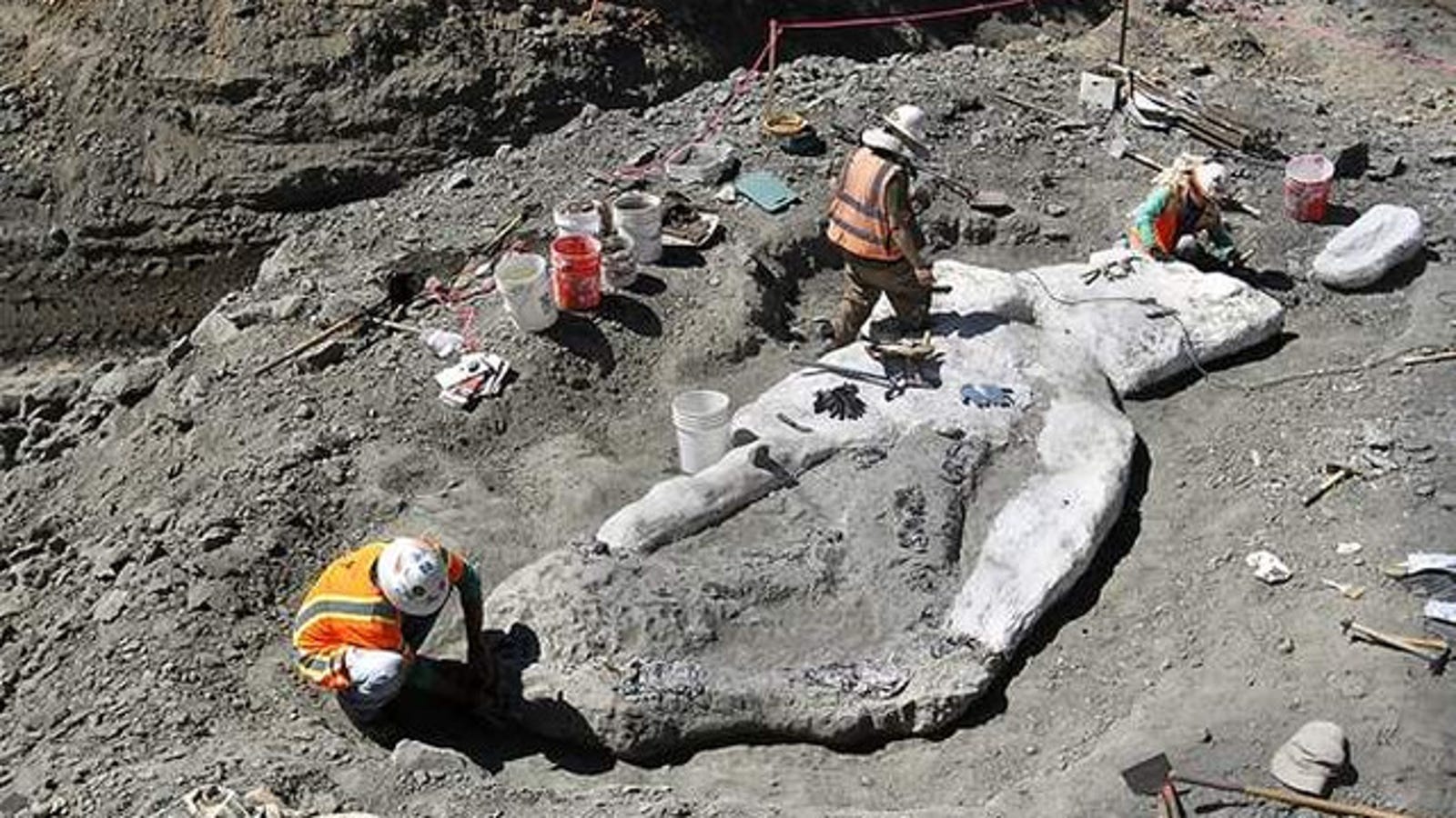 A Well-Preserved Whale Fossil Has Been Discovered on a California Mountain