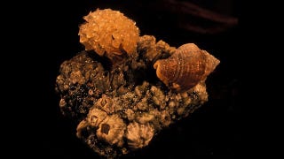 Illustration for article titled Do these male snails have the worst parenting arrangement ever?