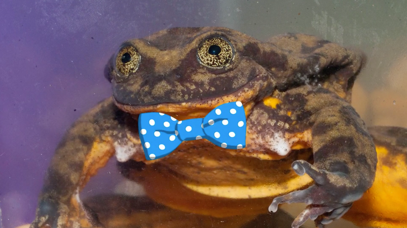 Illustration for article titled At long last, somebody might want to fuck this frog