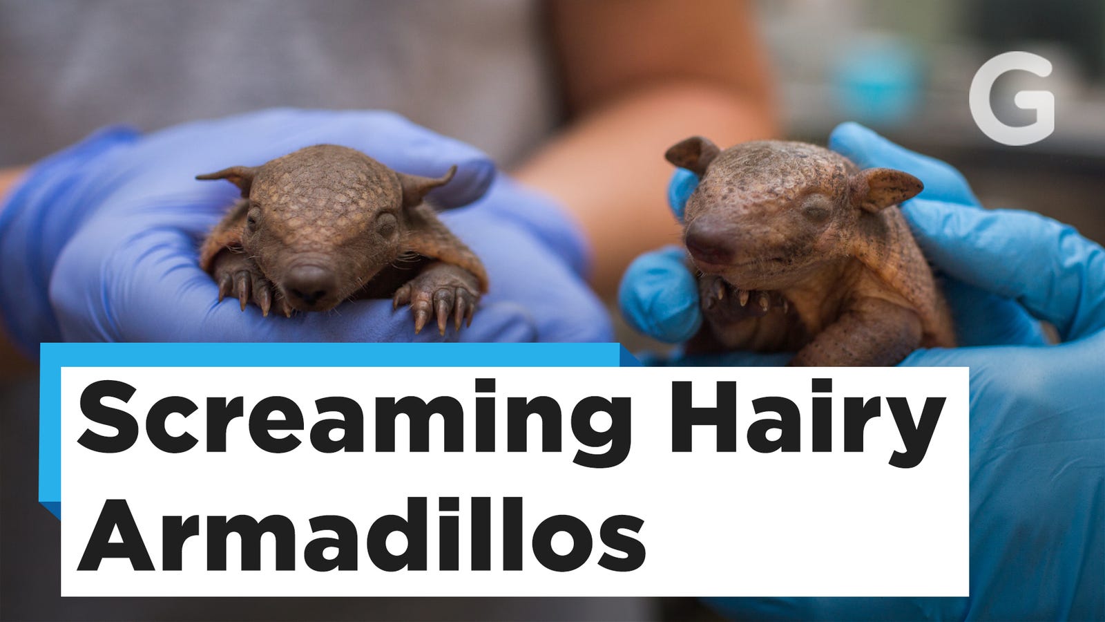 screaming hairy armadillo