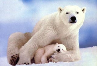 Illustration for article titled Goose eggs could help polar bears survive global warming