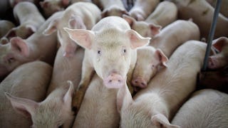 Illustration for article titled California Can Totally Keep Killing Wobbly Pigs