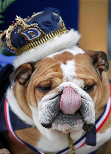 Illustration for article titled Scenes From The Bulldog Beauty Pageant