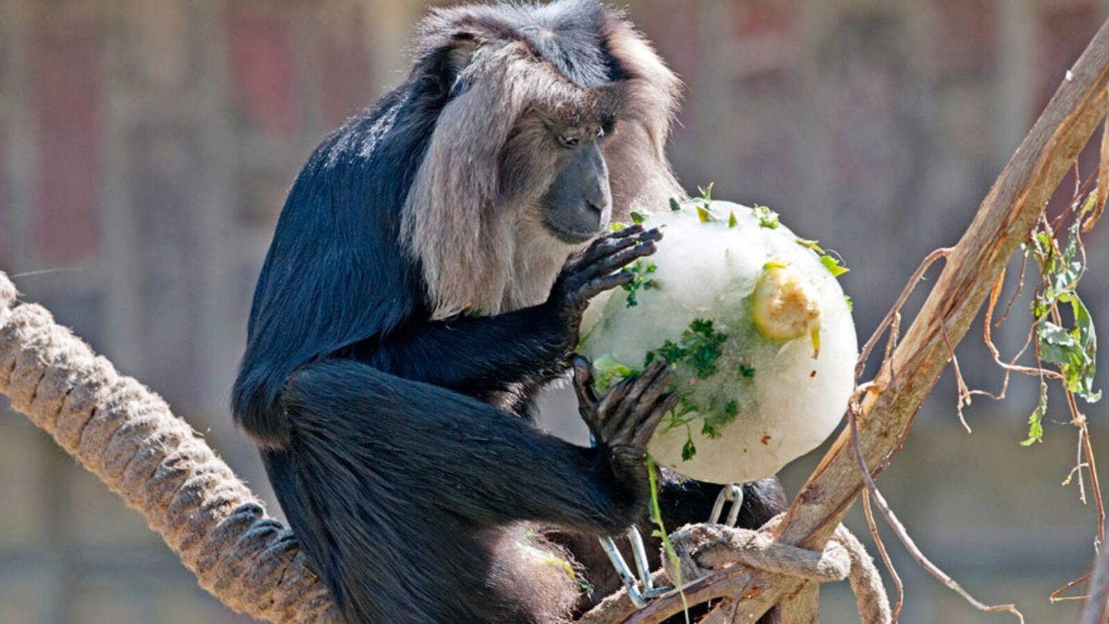 Adorable Photos of Zoo Animals Eating Popsicles During Heatwave