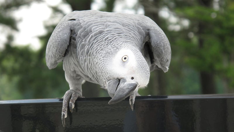 An African Grey Parrot (image: Keith Allison/Flickr)
