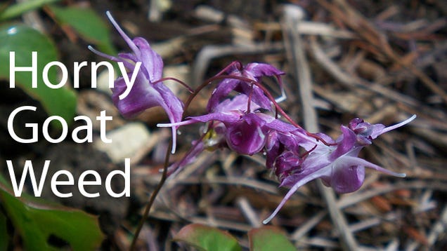Benefits Of Horny Goat Weed