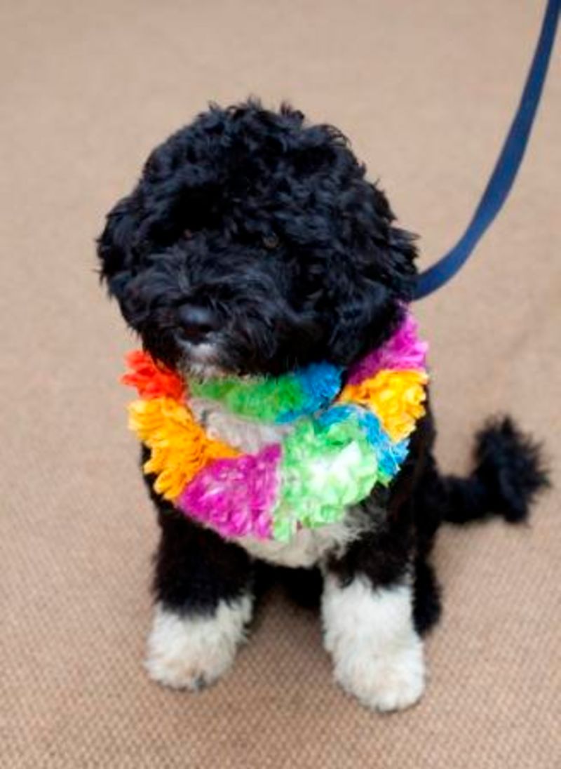 Illustration for article titled 10 Questions About Bo