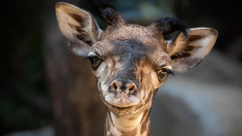 Illustration for article titled Saturday Night Social: The World Giraffe Population Is Up By One