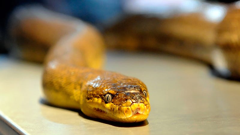 photo of Snakes Have No Legs Because of a Mutated Sonic Hedgehog Gene image