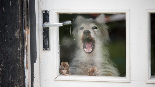 How to Get Your Dog to Stop Barking at the Mail Carrier