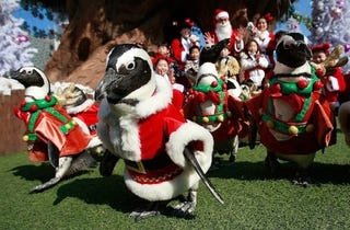 Illustration for article titled Penguins Swap Tuxedos For Santa Suits