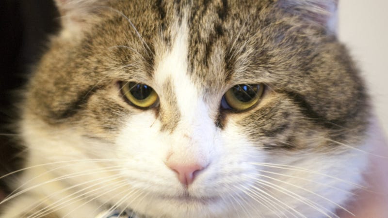 Illustration for article titled A Question About Brexit: Does 10 Downing Street Get to Keep Larry the Cat?Â