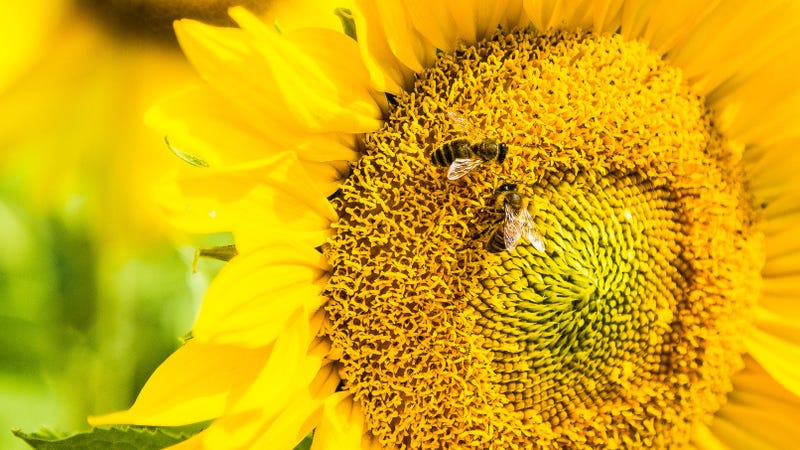 Illustration for article titled Bees Can Learn Symbols Associated With Counting, New Experiment Suggests