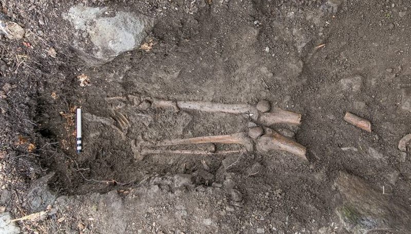 Medieval Skeleton Found Dangling From the Roots of a Fallen Tree